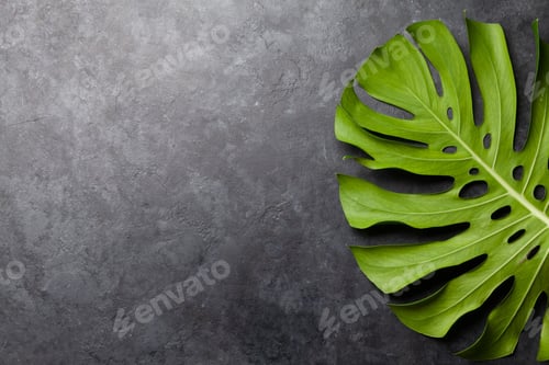 Preview: Stone background with green plant leaf