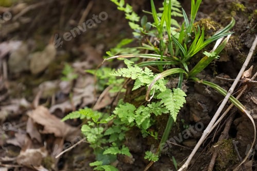 Vista previa: Closeup of young ferns sprouting from the ground