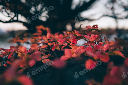 Preview: Vibrant red autumn leaves close-up.