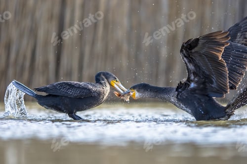Preview: Two Great cormorant fighting over fish