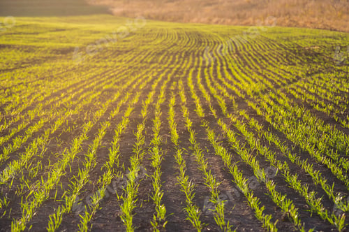 Preview: Rows of young wheat shoots greening under warm sunlight