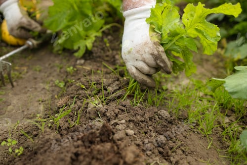Preview: Woman worker in gloves plants a bush of tomatoes in the ground in a greenhouse. Spring work with