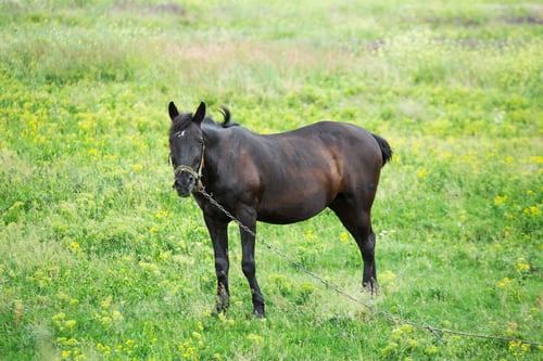 Preview: Portrait of nice brown horse