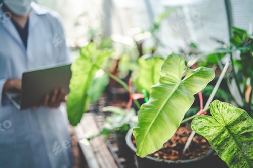 Preview: agriculture garden plant in modern greenhouse, nature flower in farm, vegetable leaf plantation