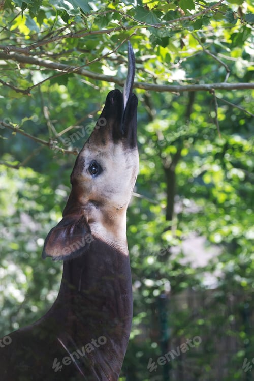 Preview: Okapi eats leaves from a tree