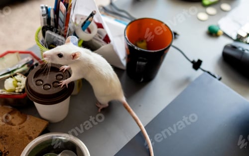 Preview: White Rat Climbing on a Coffee Cup Lid