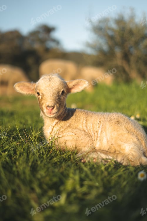 Preview: Closeup of a Katahdin lamb on the grass, a vertical shot
