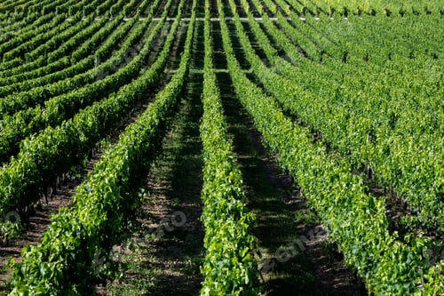 Preview: Rows of vines in a vineyard