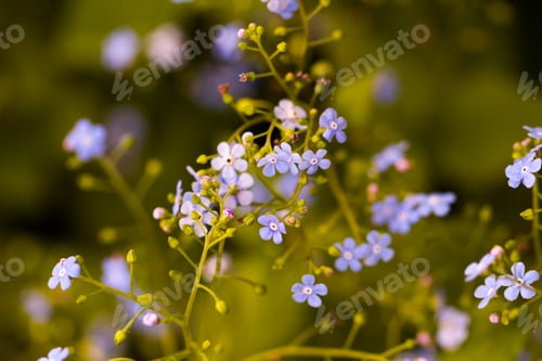 Preview: Garden in bloom