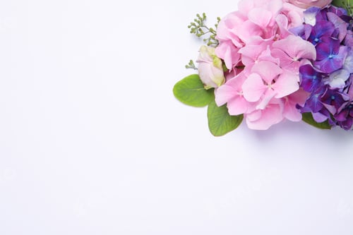Preview: Beautiful composition with hortensia flowers on white background, flat lay. Space for text