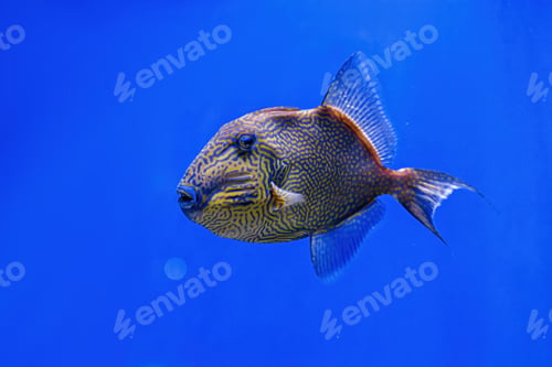 Preview: Underwater shot of Pseudobalistes fuscus fish