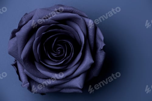 Preview: Open Rose in Color of the year 2025 future dusk. Stabilized Flowers in Trendy Color Shades