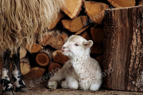 Preview: Small newborn lamb.