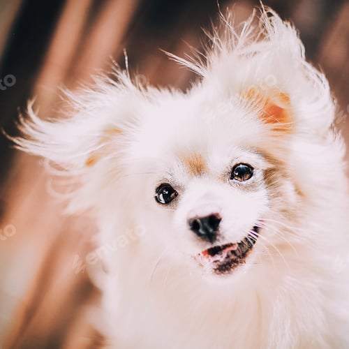 Visualização: Fluffy dog