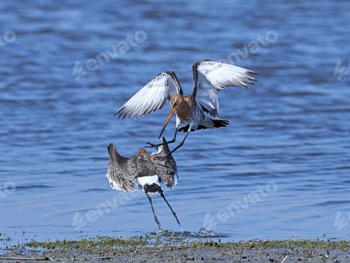 Preview: Black-tailed godwit (Limosa limosa)