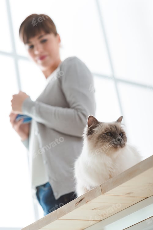 Preview: Cat at home