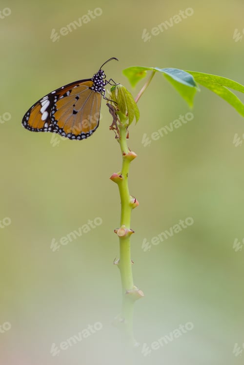 Preview: butterfly