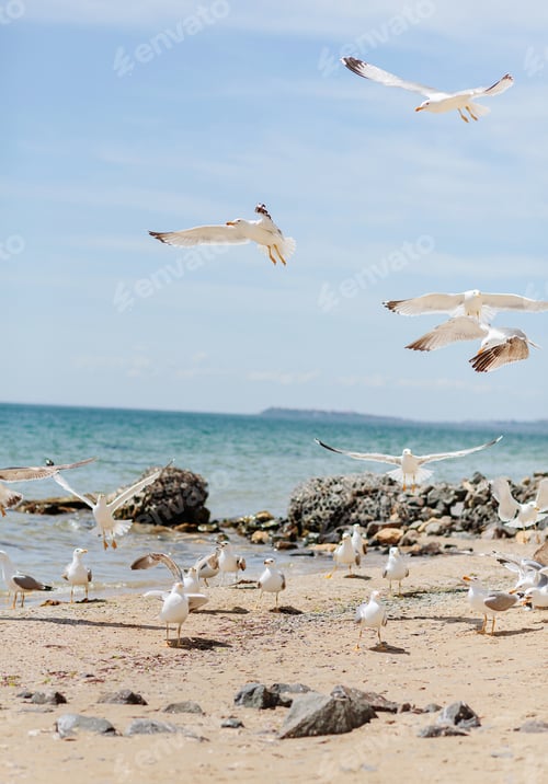 Preview: Group of several seagulls walking along the coastline