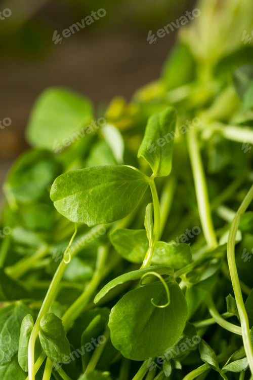 Preview: Organic Raw Green Pea Shoots