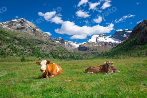 Preview: Cows grazing