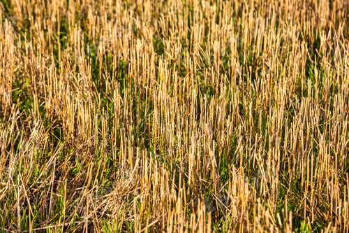 Preview: Golden Harvest Field Adorned With Scattered Hay Bales Under the Blue Sky