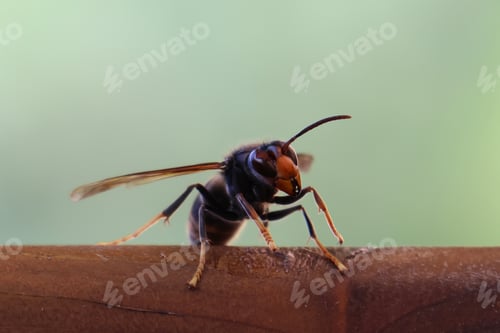 Preview: Hornet