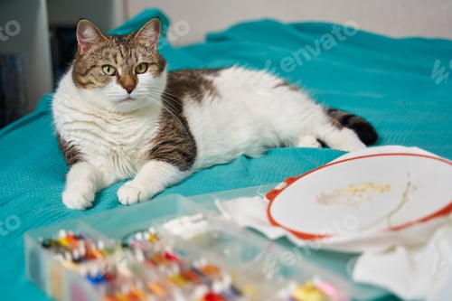 Preview: beautiful fluffy cat lies on the bed next to needlework and looks at the camera