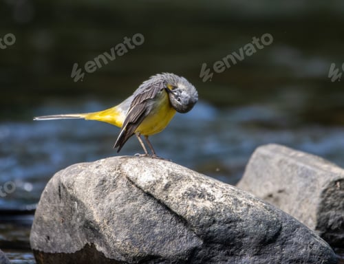 Preview: Small Grey wagtail bird perched atop a jagged gray rock in a swiftly-flowing river