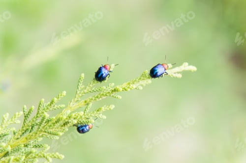 Preview: ladybugs in ourdoors , Insect on the tree