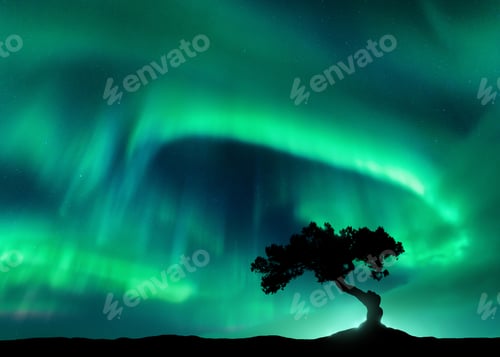 Preview: Northern lights over the alone tree at night. Aurora borealis
