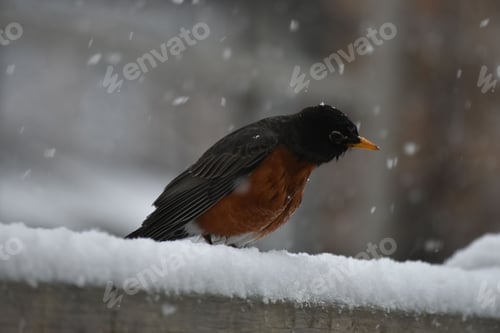 Preview: American robin (Turdus migratorius) perched on a snowy railing