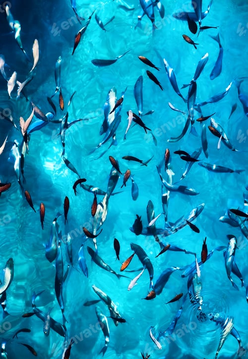 Preview: Fishes under water as a background. Blue transparent water with school of fish.
