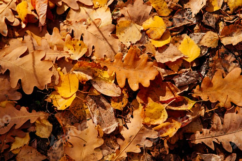 Preview: Autumn bright background of fallen oak leaves