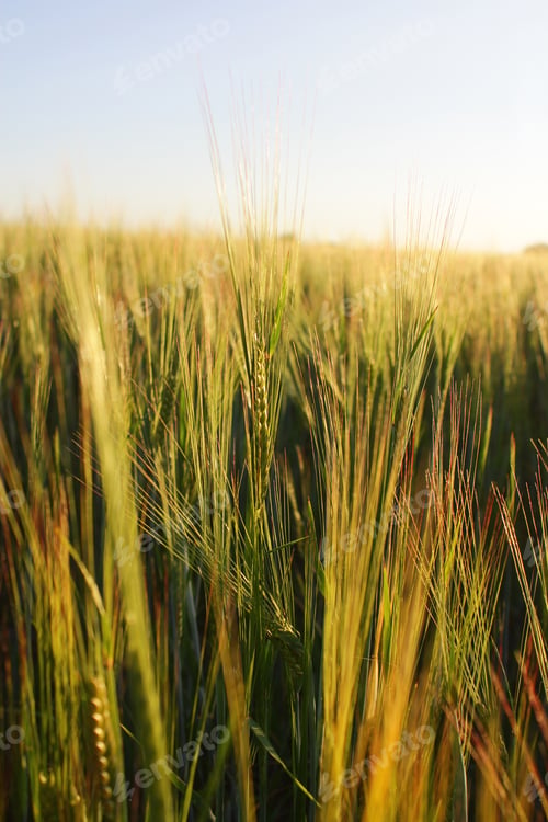 Preview: a green wheat field at sunset, an agricultural landscape. rural life, farming and rural lifestyle.