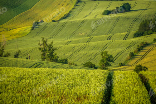 Preview: Agriculture fields with crop and vineyards at summer.