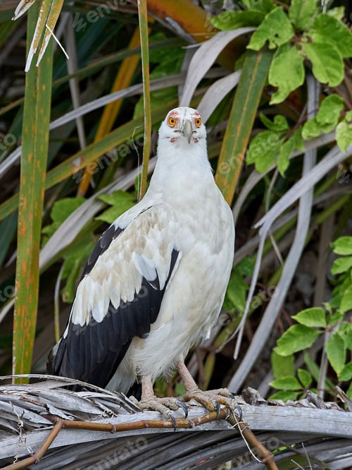 Preview: Palm-nut vulture (Gypohierax angolensis)