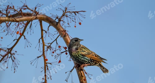 Preview: Starling bird