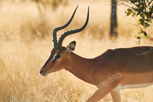 Preview: Side view. Anthelope is in the wildlife outdoors in Africa