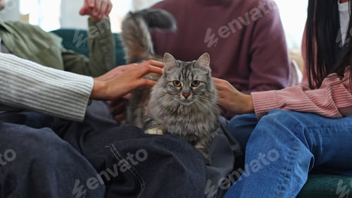 Preview: People petting a cat on a couch