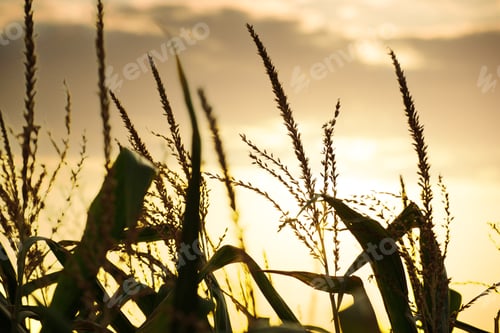 Preview: Maize stalks on cloudy evening sky dramatic background during sunset