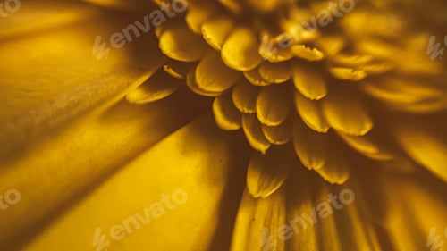 Preview: Macro shot of yellow gerbera petals. Beautiful flower background in defocus.