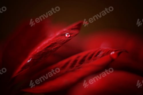 Preview: Beautiful red macro leaf