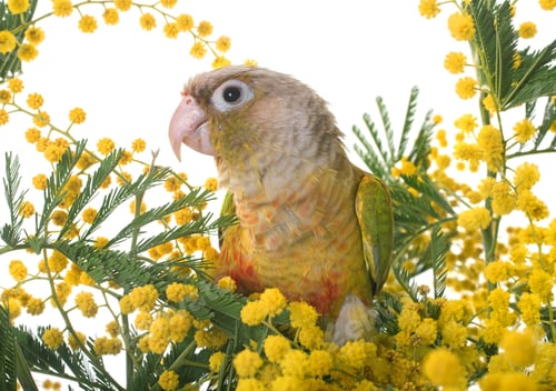 Preview: Cinnamon green-cheeked conure