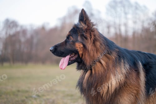 Preview: Beautiful fluffy dog