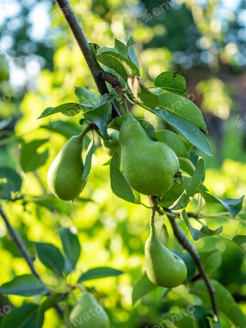 Preview: Vertical close-up of green pears hanging on a tree branch in a sunny orchard