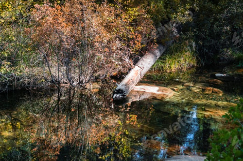 Preview: Colorful creek shoreline in Calaveras Big Trees State Park, California