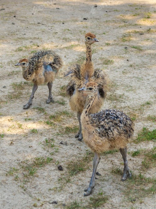Preview: Ostrich babies on a farm. Selective focus.