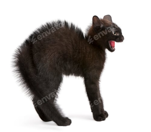 Frightened black kitten standing in front of white background