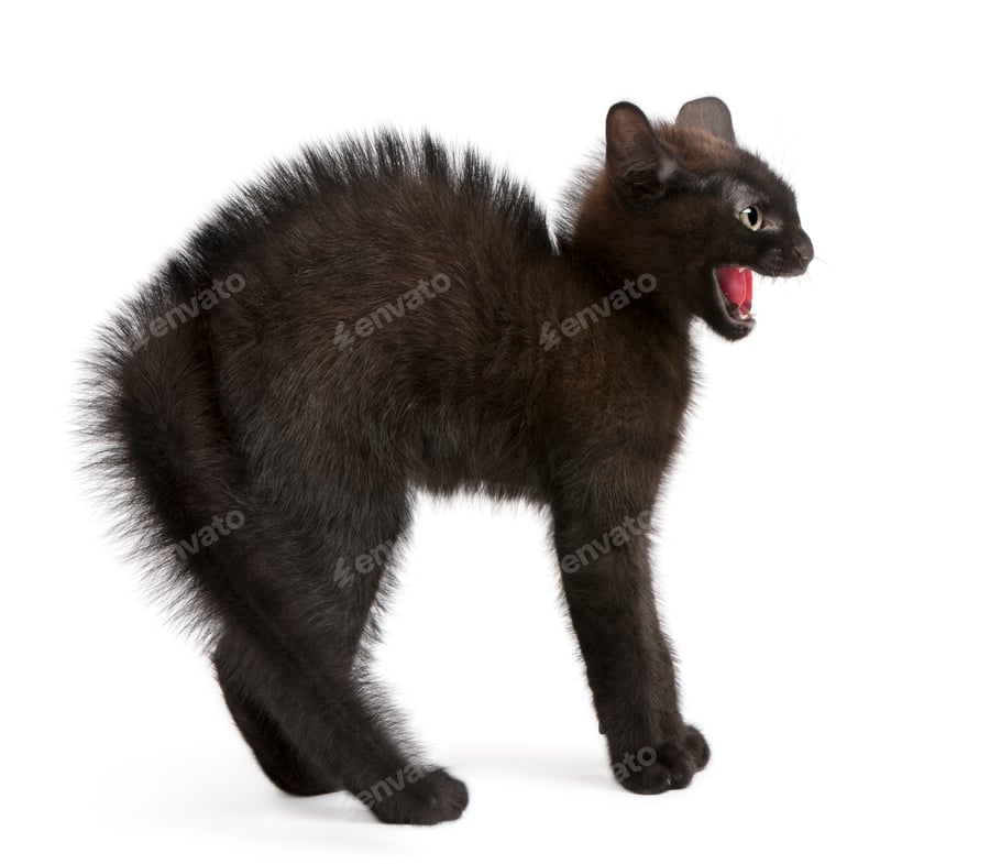 Cover for Frightened black kitten standing in front of white background