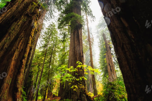 Preview: Views In The Redwood Forest At Redwoods National And State Parks In California